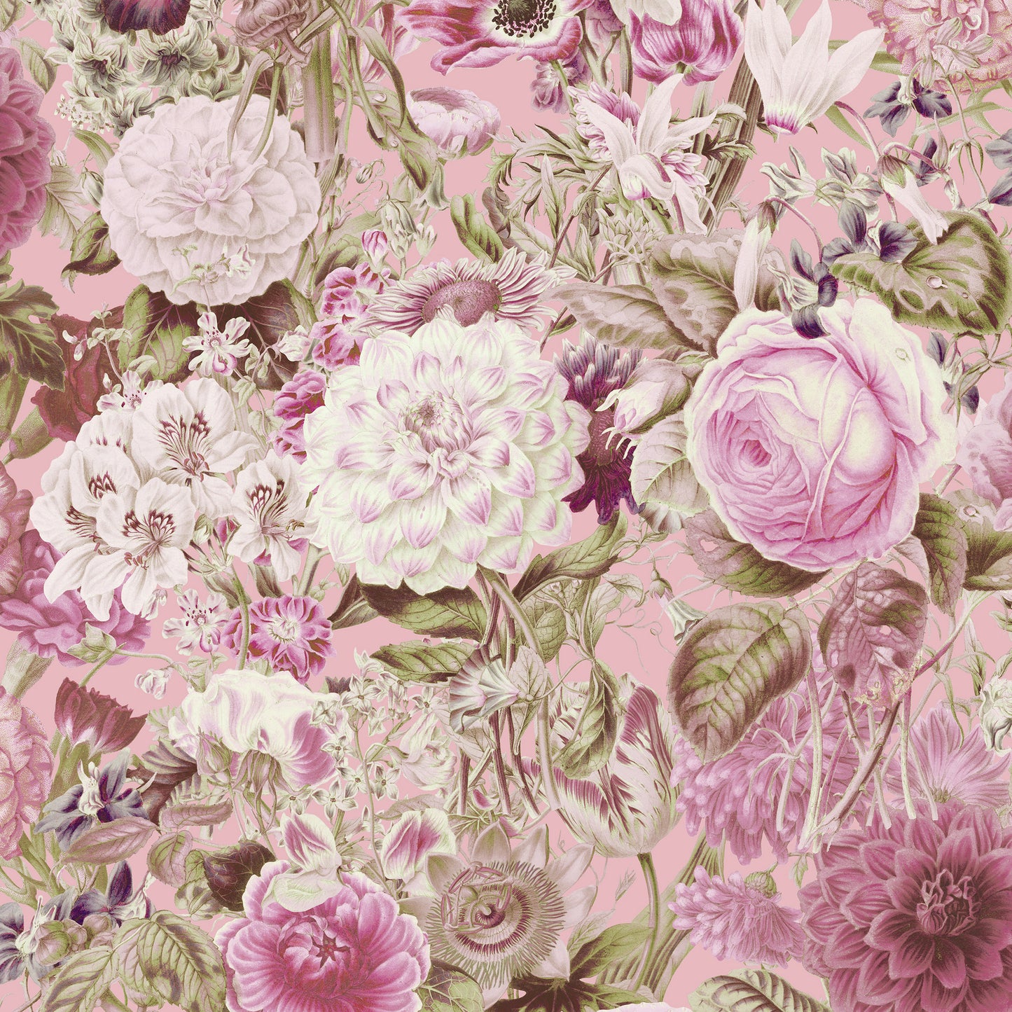 Floribunda Nuances de Rose Papier Peint